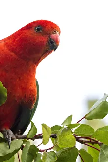 Photographers/louise docker photography/male king parrot branch white background Photographers/louise docker photography/male king parrot branch white background