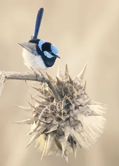 Animals/kristian bell photography/male super fairy wren malurus cyaneus Animals/kristian bell photography/male super fairy wren malurus cyaneus