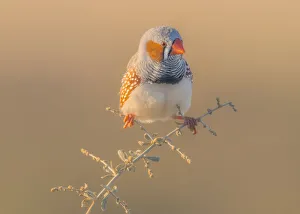 Male zebra finch (Taeniopygia guttata) perched on small branch in warm light Male zebra finch (Taeniopygia guttata) perched on small branch in warm light