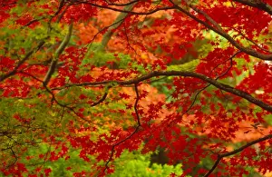 Australian Autumn Landscapes Prints: Maple trees in autumn