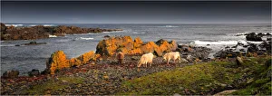 Murray Grey cows eating Kelp by the coastline at Surprise bay, King Island, Bass Strait Murray Grey cows eating Kelp by the coastline at Surprise bay, King Island, Bass Strait