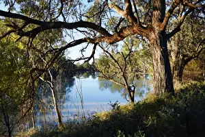 South Australian Landscapes Prints: Murray River
