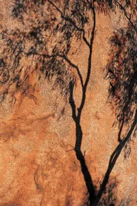 Prints of Natphotos, dv451034 Natphotos Prints: Eucalyptus Tree Print at Devils Marbles