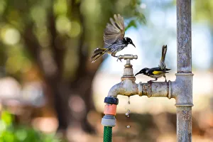 New Holland Honeyeaters during summer heatwave New Holland Honeyeaters during summer heatwave
