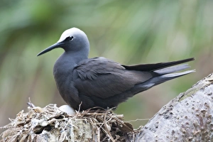 Noddy Tern on egg nesting Lady Elliot Island Noddy Tern on egg nesting Lady Elliot Island
