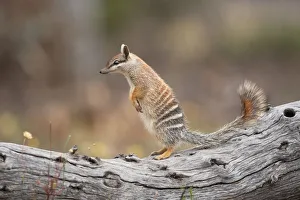 Numbat on alert Numbat on alert