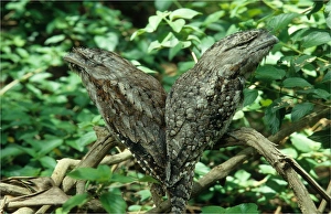 Pair of Tawny Frogmouths resting in a tree branch Pair of Tawny Frogmouths resting in a tree branch