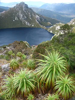 Pandani over Lake Oberon, Tasmania, Australia Pandani over Lake Oberon, Tasmania, Australia