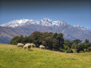 Pastural view near Glenorchy, South Island, New Zealand Pastural view near Glenorchy, South Island, New Zealand