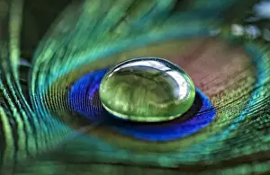 Selective Focus Photography Tips Prints: Peacock feather