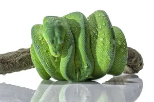 Green Python Snake Print: Close-up Studio Shot with Water Droplets