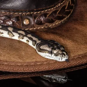 Australian Reptile Photography Prints: Snake