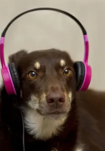 The Kelpies Prints: Aussie Kelpie Print: Red Dog with Pink Earphones