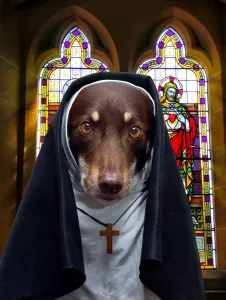 The Kelpies Prints: Australian Kelpie in Nun's Habit Print