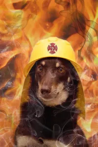The Kelpies Prints: Australian Kelpie in Firefighter Helmet Print