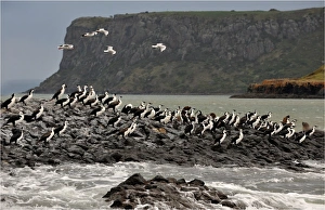 Pied Cormorants sitting on an outcrop near Stanley, in the island state, Tasmania, Australia Pied Cormorants sitting on an outcrop near Stanley, in the island state, Tasmania, Australia