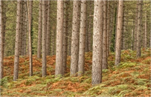 Pine forest at Arne, Dorset, England, United Kingdom Pine forest at Arne, Dorset, England, United Kingdom