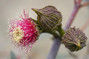 Pink flowering gum tree blossom - Perth, Western Australia Pink flowering gum tree blossom - Perth, Western Australia