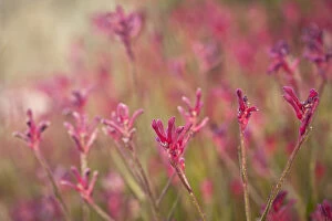 Botanical Art Prints Collection: Pink Kangaroo Paw Flowers