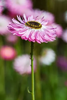 Pink native everlasting or Paper Daisy - Perth Western Australia Pink native everlasting or Paper Daisy - Perth Western Australia