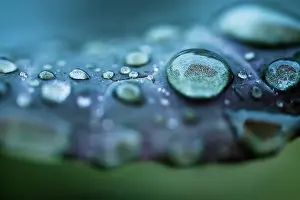 New South Wales Photography Prints: Rain drops