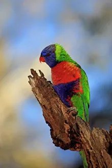Animals/naturfotografie sohns wildlife photography/rainbow lorikeet Animals/naturfotografie sohns wildlife photography/rainbow lorikeet