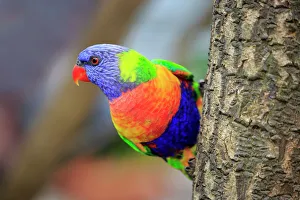 Animals/naturfotografie sohns wildlife photography/rainbow lorikeet trichoglossus haematodus Animals/naturfotografie sohns wildlife photography/rainbow lorikeet trichoglossus haematodus