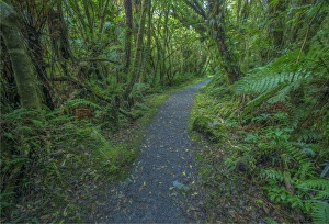 Rainforest on the west coast of the south island near Fox glacier, New Zealand Rainforest on the west coast of the south island near Fox glacier, New Zealand