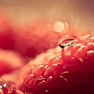 Summer Fruit Photography Prints: Raspberries