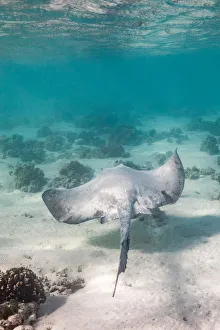 Rays Of The Great Barrier Reef Rays Of The Great Barrier Reef