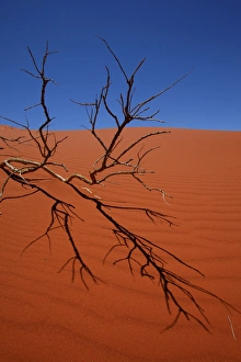 Red desert Red desert