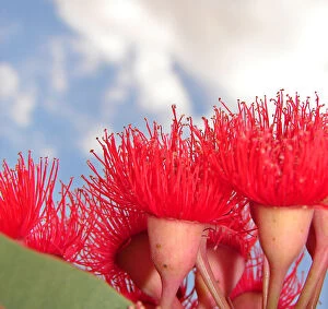Images Dated 29th December 2006: Red Gum Blossoms