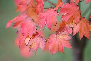Nature Photography In Australia Prints: Red Maple