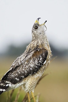 Red-shouldered Hawk eating snake Red-shouldered Hawk eating snake