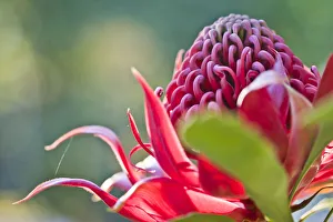 Red waratah flower Red waratah flower