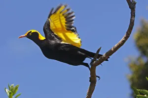 Regent Bower Bird Take Off Regent Bower Bird Take Off
