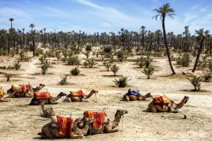 The Resting Camels in Marrakesh, Morocco, Africa The Resting Camels in Marrakesh, Morocco, Africa