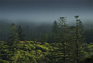 Rising mist in the rainforest of the National park on Norfolk Island Rising mist in the rainforest of the National park on Norfolk Island