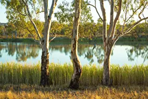Tranquil Australian Landscapes Prints: Three river gums
