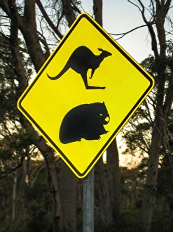 Road sign with a kangaroo and a wombat in Tasmania Road sign with a kangaroo and a wombat in Tasmania