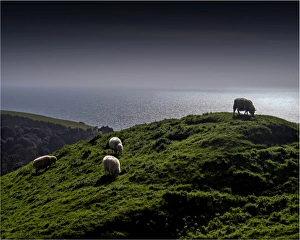 Rolling coastal countryside and grazing sheep in Dorset, England Rolling coastal countryside and grazing sheep in Dorset, England
