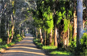 A rural road near Bairnsdale, Victoria, Australia A rural road near Bairnsdale, Victoria, Australia
