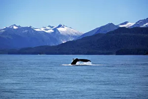 The Sailing of a Humpback Whale and Display of its Tail in Juneau, Alaska, United States of America The Sailing of a Humpback Whale and Display of its Tail in Juneau, Alaska, United States of America