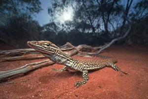 Sand monitor lizard (Varanus gouldii) at dawn in mallee habitat Sand monitor lizard (Varanus gouldii) at dawn in mallee habitat
