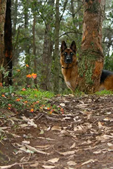 Photographers/nicola morgan photography animals/shepherd watch Photographers/nicola morgan photography animals/shepherd watch