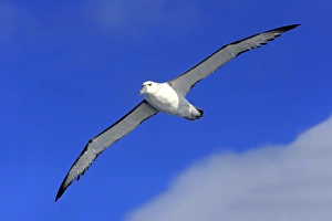 Animals/naturfotografie sohns wildlife photography/shy albatross Animals/naturfotografie sohns wildlife photography/shy albatross