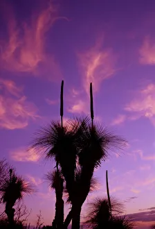 Silhouette of grass trees (Xanthorrea spp), low angle view, sunset Silhouette of grass trees (Xanthorrea spp), low angle view, sunset