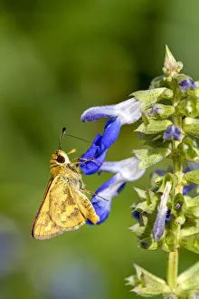 Skipper butterfly on a Salvia flower Skipper butterfly on a Salvia flower