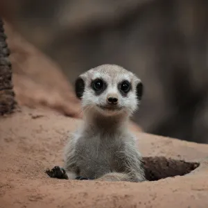 Smile ! :)