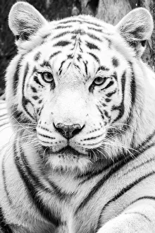 Stunning White Tiger lounging in the middle of the day Stunning White Tiger lounging in the middle of the day